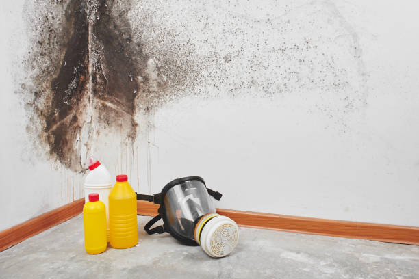 Trusted Shaw, MS Mold Removal Experts