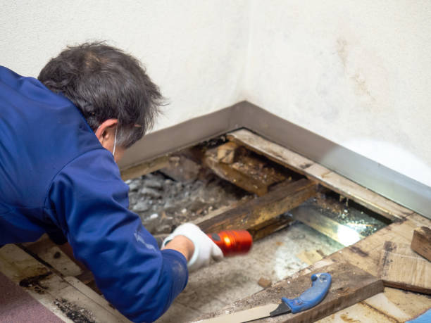 Best Certified Mold Removal  in Shaw, MS