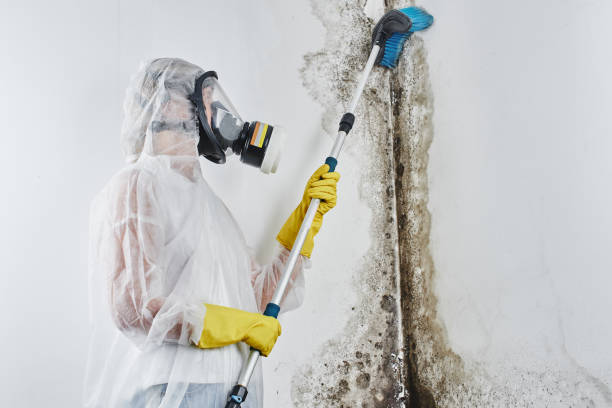 Best Mold Removal Company Near Me  in Shaw, MS