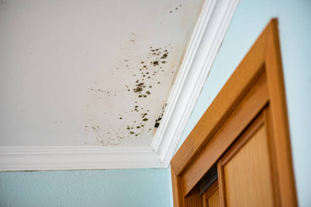 Best Mold Testing  in Shaw, MS