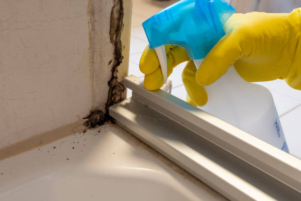 Best Home Mold Removal  in Shaw, MS