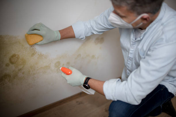 Best Residential Mold Removal  in Shaw, MS
