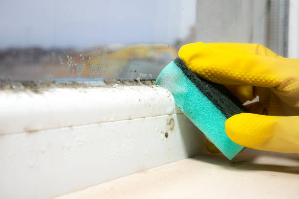 Best Mold Removal Process  in Shaw, MS