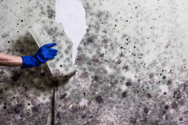 Best Local Mold Removal Service  in Shaw, MS